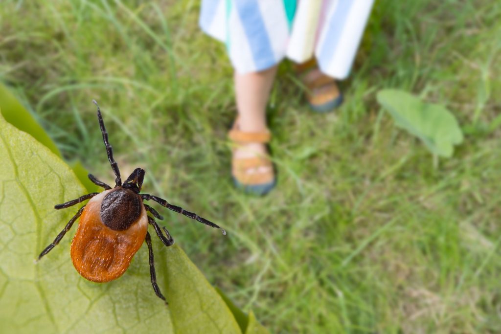 Maladie de Lyme