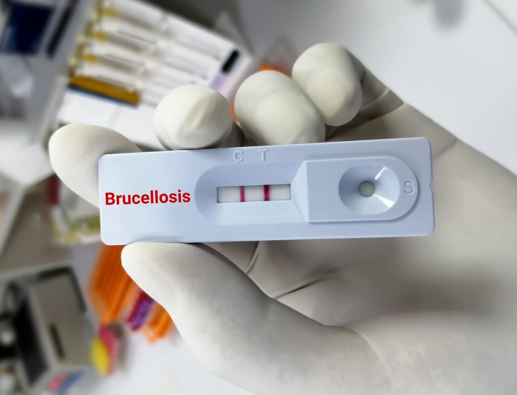 Brucellose
