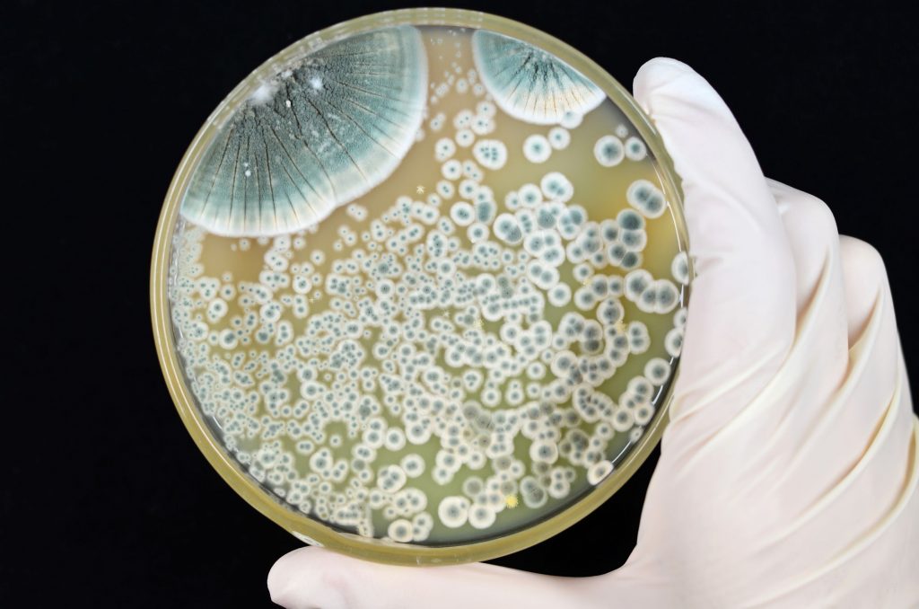 Maladies engendrées par les bêtalactamines (notamment pénicillines et leurs sels) et les céphalosporines
