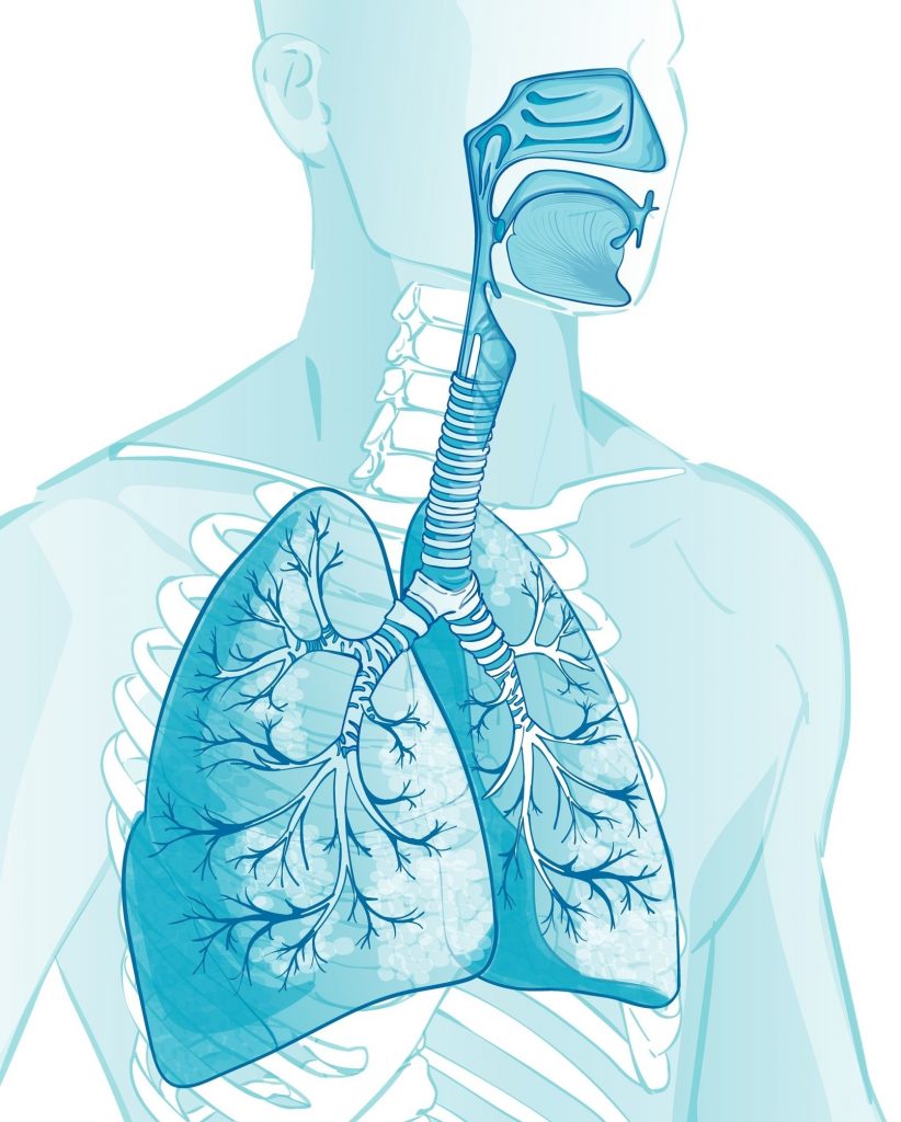respiration et fonction respiratoire